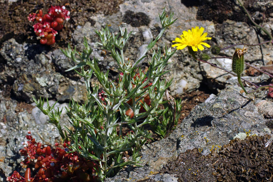 Logfia gallica (=Filago gallica) / Bambagia francese